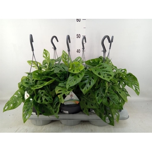 Monstera adansonii 'Aurea'