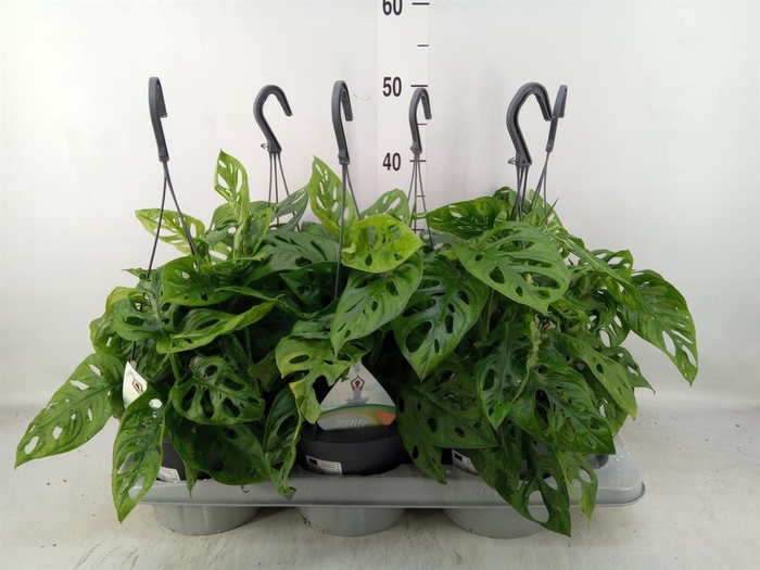 <h4>Monstera adansonii 'Aurea'</h4>