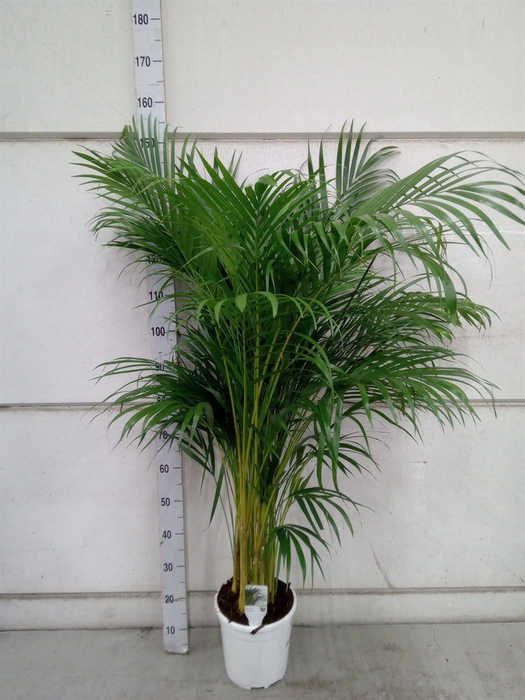 <h4>Dypsis lutescens   ...Chrysalidoca</h4>