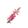 Digitalis Pink