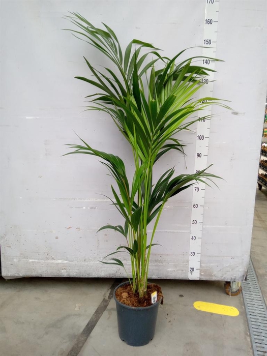 <h4>Howea forsteriana</h4>