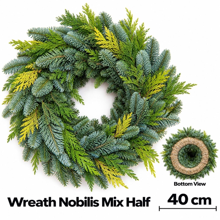 <h4>ABIES NOBILIS BLAUW</h4>
