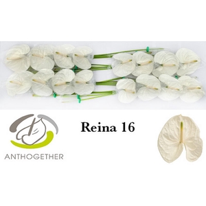 Anth A Reina 11 cm X16 Bouman