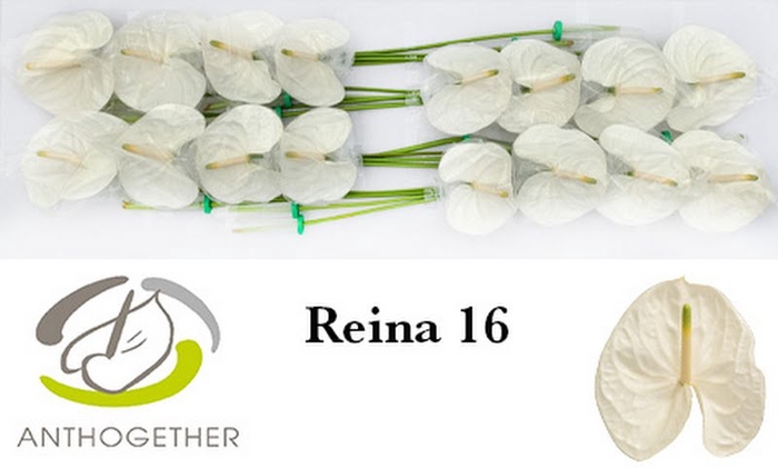 <h4>Anth A Reina 11 cm X16 Bouman</h4>