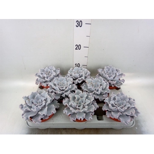 Echeveria   ...