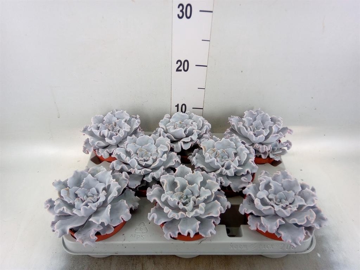 <h4>Echeveria   ...</h4>