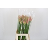 Nerine Vesta K