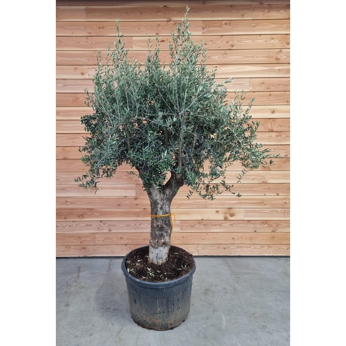 <h4>Olea europaea</h4>