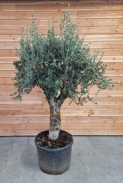 Olea europaea