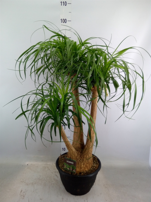 <h4>Beaucarnea recurvata</h4>