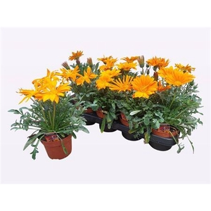Gazania rigens New Day Clear Orange