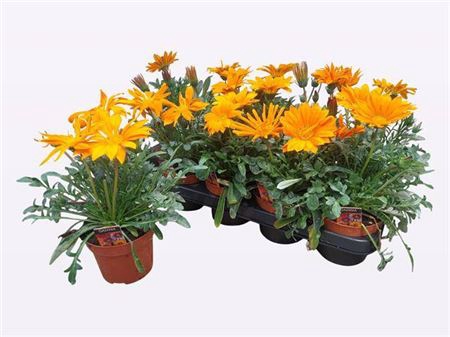 <h4>Gazania rigens New Day Clear Orange</h4>