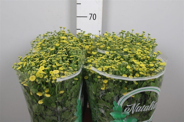 <h4>Tana Pa Amazone</h4>