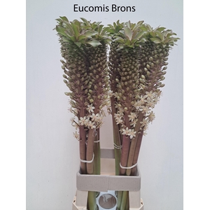 EUCOMIS OV