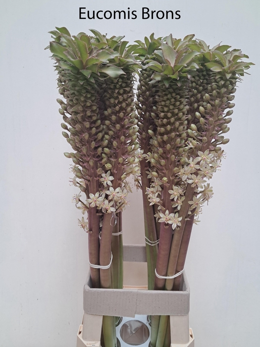 <h4>EUCOMIS OV</h4>
