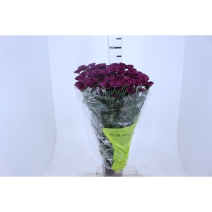 CRISANTEMO SANTINI JINDA 080 CM