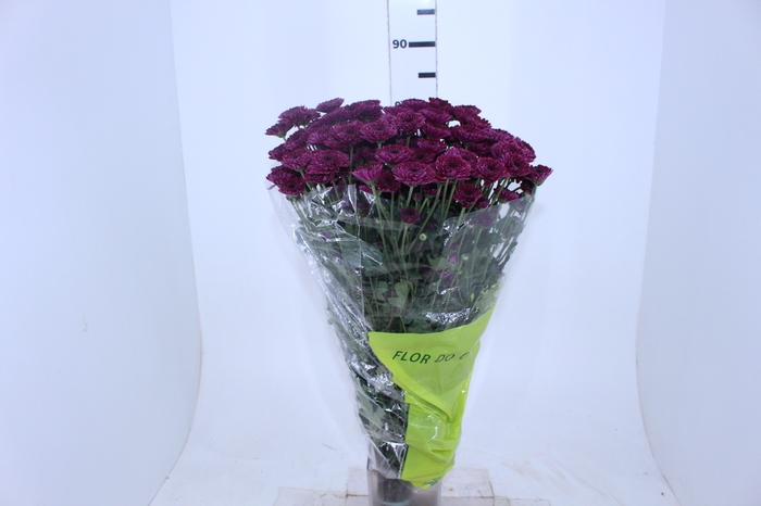 CRISANTEMO SANTINI JINDA 080 CM