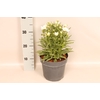 vaste planten 19 cm  Leucanthemum White
