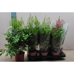 Astilbe mix