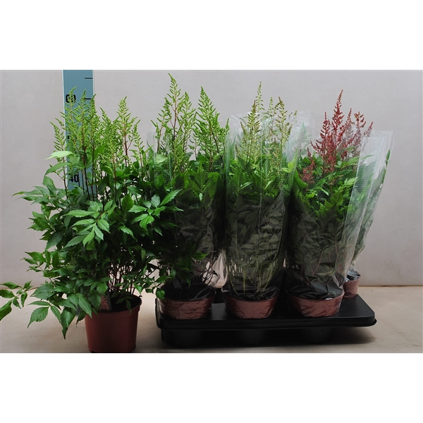 <h4>Astilbe mix</h4>