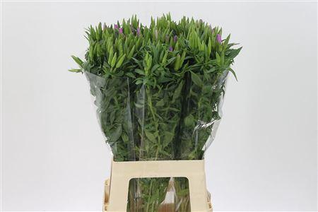 <h4>Clarkia Am Gr Lavend</h4>