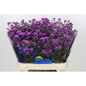 Aster Astee Karmijn