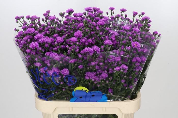 <h4>Aster Astee Karmijn</h4>