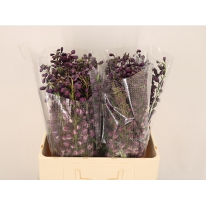 DELPH DU P LILAC SEN