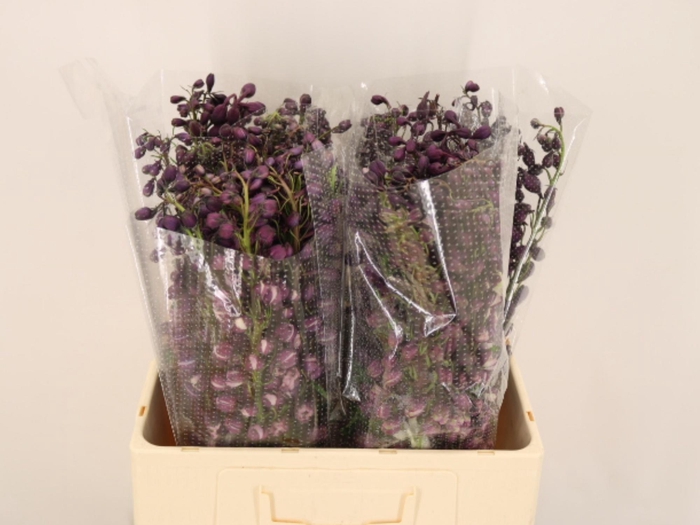<h4>DELPH DU P LILAC SEN</h4>