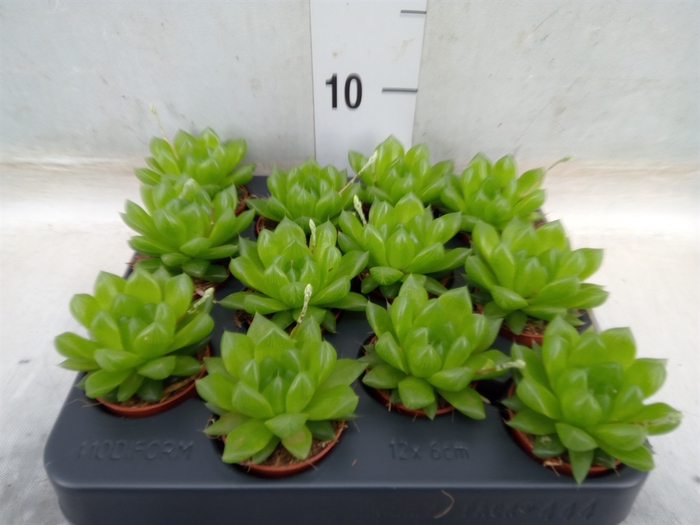 <h4>Haworthia cooperi</h4>