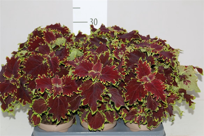 <h4>Coleus Urban Crown Jewel 12cm</h4>