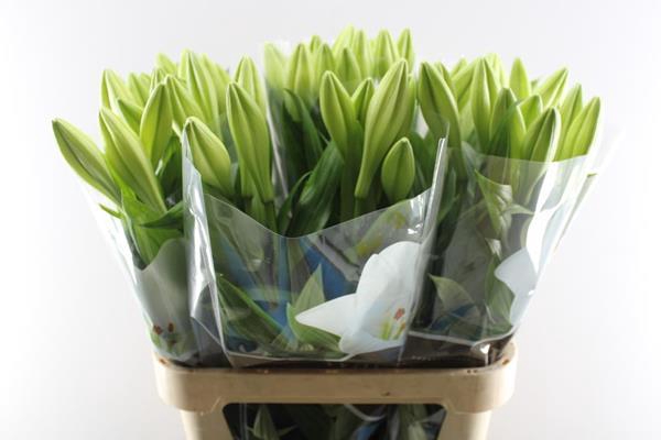 <h4>Li Lf Watch Up 1+</h4>