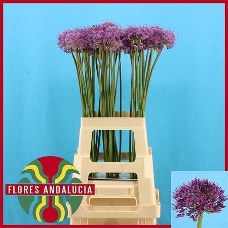 <h4>ALLIUM GLADIATOR</h4>