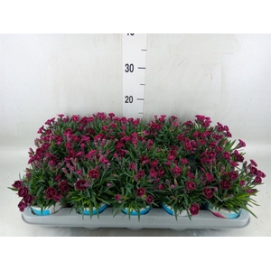 Dianthus  'Viva Magenta'