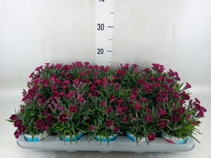 <h4>Dianthus  'Viva Magenta'</h4>
