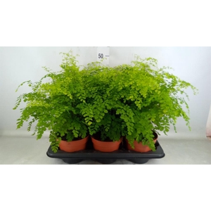 Adiantum raddi. 'Fragrans'