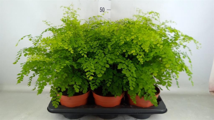 <h4>Adiantum raddi. 'Fragrans'</h4>