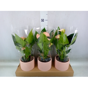 Anthurium andr. 'Joli Peach'