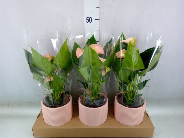 <h4>Anthurium andr. 'Joli Peach'</h4>