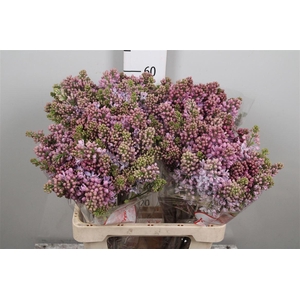 Syr V Lavaliensis 4+