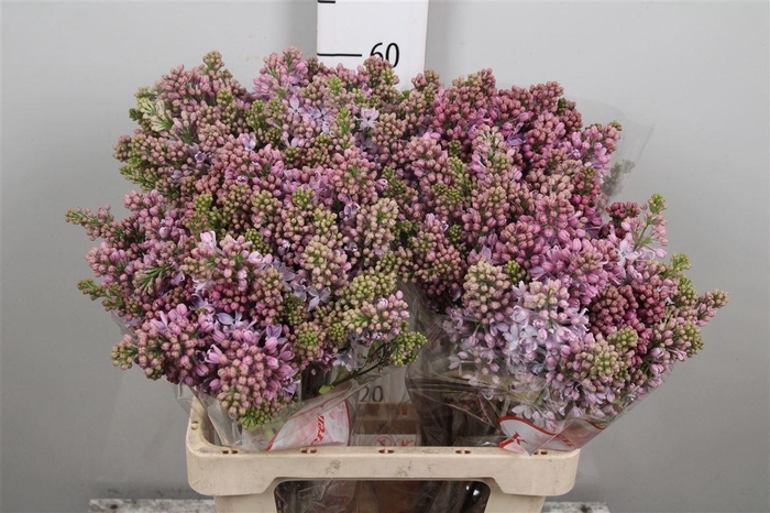 <h4>Syr V Lavaliensis 2+</h4>