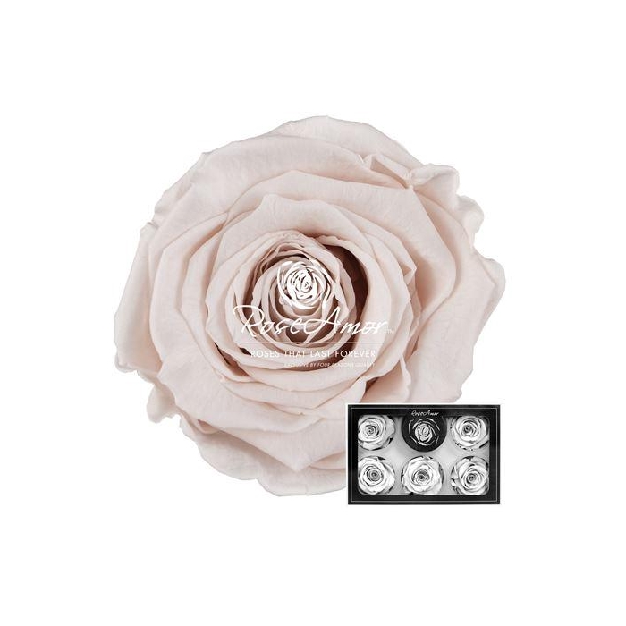 <h4>Xl Pin79</h4>