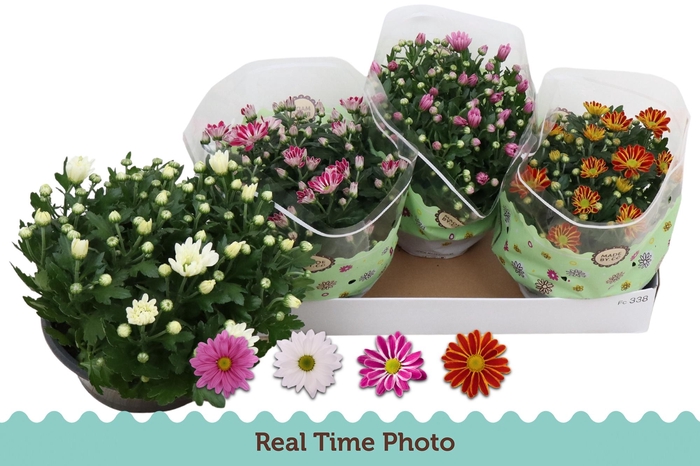 <h4>CHRYS GEM 4 KL</h4>