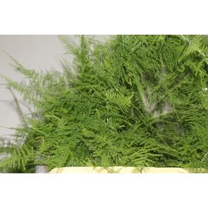 FOLHAGEM ASPARGO PLUMOSO 100 CM