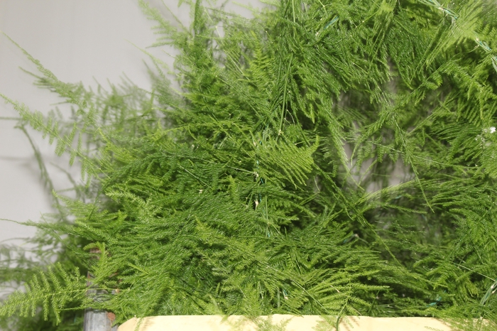 <h4>FOLHAGEM ASPARGO PLUMOSO 100 CM</h4>