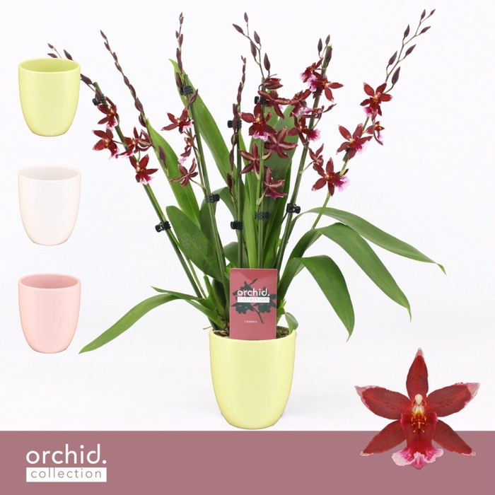 <h4>Barrocco Red, 7+ spike Compact in Lotte 'Orchid Collection'</h4>