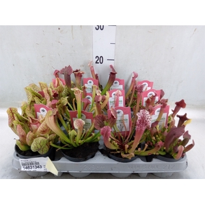 Sarracenia   ...