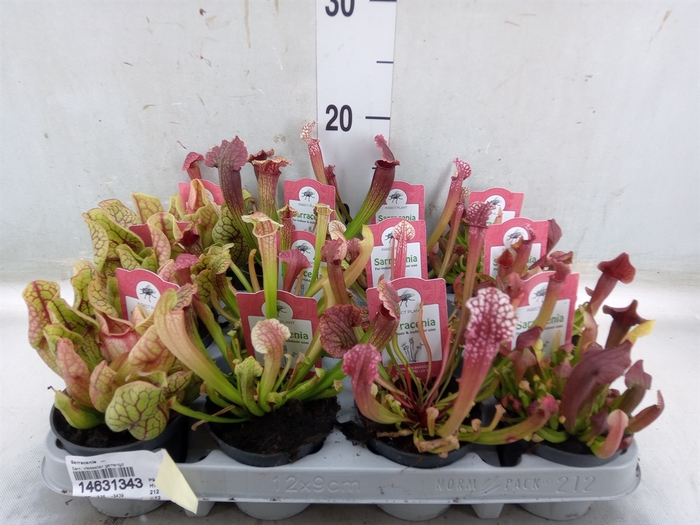 <h4>Sarracenia   ...</h4>