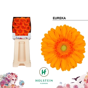 Gerbera Eureka Diamond