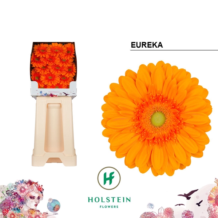 <h4>Ge Gr Eureka</h4>